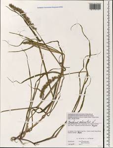 Cenchrus echinatus L., South Asia, South Asia (Asia outside ex-Soviet states and Mongolia) (ASIA) (Vietnam)