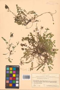 Astragalus alpinus L., Siberia, Chukotka & Kamchatka (S7) (Russia)