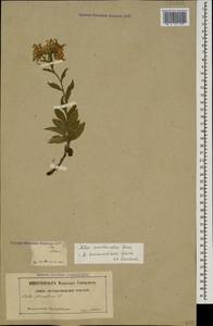Aster amellus subsp. bessarabicus (Bernh. ex Rchb.) Soó, Caucasus, Georgia (K4) (Georgia)