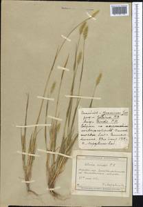 Setaria viridis (L.) P.Beauv., Middle Asia, Muyunkumy, Balkhash & Betpak-Dala (M9) (Kazakhstan)