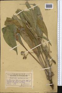 Lindelofia anchusoides subsp. anchusoides, Middle Asia, Western Tian Shan & Karatau (M3) (Kazakhstan)