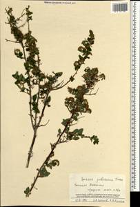 Spiraea ouensanensis H. Lév., Mongolia (MONG) (Mongolia)