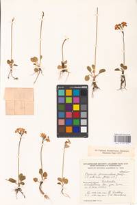 Primula nutans Georgi, Western Europe (EUR) (Finland)
