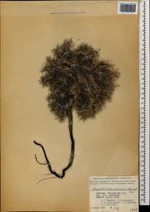 Acantholimon armenum Boiss. & A. Huet, Caucasus, Armenia (K5) (Armenia)