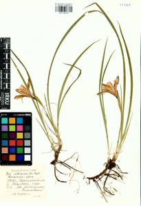 Iris ruthenica Ker Gawl., Siberia, Baikal & Transbaikal region (S4) (Russia)