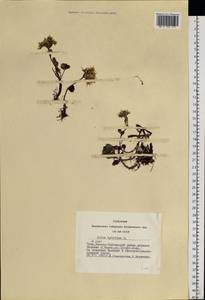 Phedimus hybridus (L.) 't Hart, Siberia, Altai & Sayany Mountains (S2) (Russia)