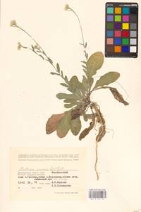 Berteroa incana (L.) DC., Eastern Europe, Lower Volga region (E9) (Russia)