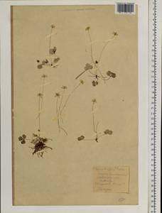 Coptis trifolia (L.) Salisb., Siberia, Chukotka & Kamchatka (S7) (Russia)