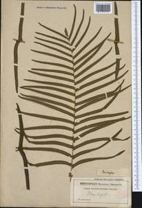 Pteris longifolia L., Western Europe (EUR) (Not classified)