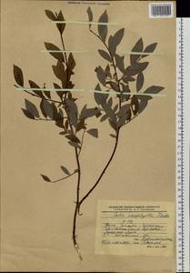 Salix bebbiana Sarg., Siberia, Baikal & Transbaikal region (S4) (Russia)