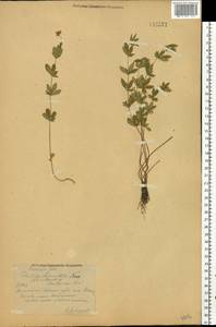 Potentilla erecta (L.) Raeusch., Eastern Europe, Central region (E4) (Russia)