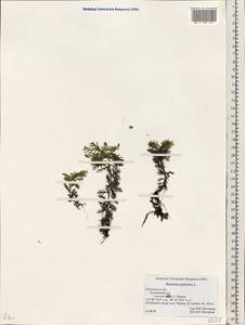 Hottonia palustris L., Eastern Europe, Moscow region (E4a) (Russia)