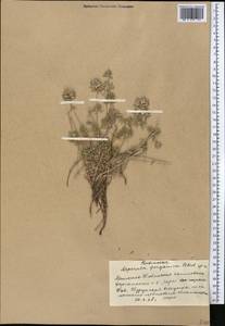 Asperula glomerata subsp. pamirica (Pobed.) Ehrend. & Schönb.-Tem., Middle Asia, Pamir & Pamiro-Alai (M2) (Kyrgyzstan)