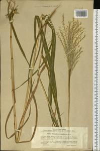 Miscanthus sacchariflorus (Maxim.) Benth. & Hook.f. ex Franch., Siberia, Russian Far East (S6) (Russia)