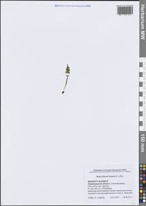 Botrychium lunaria (L.) Sw., Eastern Europe, North-Western region (E2) (Russia)