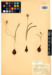 Tulipa uniflora (L.) Besser ex Baker, Siberia, Altai & Sayany Mountains (S2) (Russia)