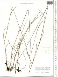 Festuca rubra L., Caucasus, Stavropol Krai, Karachay-Cherkessia & Kabardino-Balkaria (K1b) (Russia)