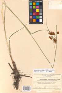 Bolboschoenus yagara (Ohwi) Y.C.Yang & M.Zhan, Eastern Europe, North Ukrainian region (E11) (Ukraine)