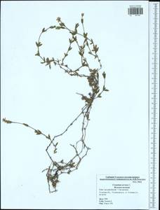 Cerastium arvense, Eastern Europe, Central region (E4) (Russia)