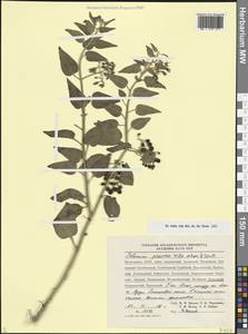 Solanum dulcamara L., Caucasus, Dagestan (K2) (Russia)