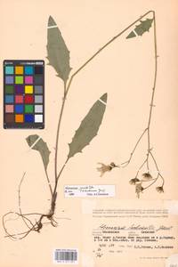 Hieracium lachenalii subsp. deductum (Sudre) Greuter, Eastern Europe, Moscow region (E4a) (Russia)