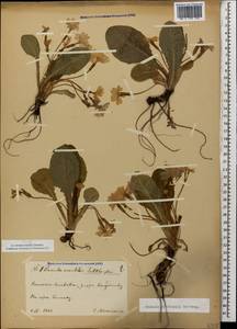 Primula vulgaris subsp. rubra (Sm.) Arcang., Caucasus, Georgia (K4) (Georgia)