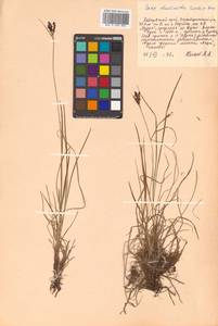 Carex eleusinoides Turcz. ex Kunth, Siberia, Russian Far East (S6) (Russia)