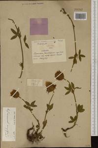 Trifolium pannonicum Jacq., Western Europe (EUR) (Serbia)