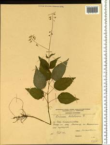 Circaea lutetiana L., Eastern Europe, Central region (E4) (Russia)