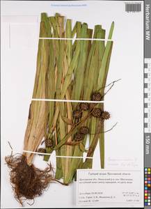 Sparganium erectum L., Eastern Europe, Central forest region (E5) (Russia)