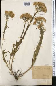 Galatella sedifolia subsp. sedifolia, Middle Asia, Muyunkumy, Balkhash & Betpak-Dala (M9) (Kazakhstan)