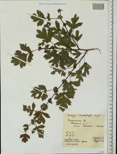 Crataegus rhipidophylla Gand., Eastern Europe, Central forest-and-steppe region (E6) (Russia)
