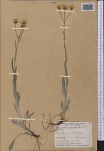 Packera cana (Hook.) W. A. Weber & Á. Löve, America (AMER) (Canada)