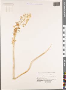 Ornithogalum pyrenaicum L., Caucasus, Black Sea Shore (from Novorossiysk to Adler) (K3) (Russia)