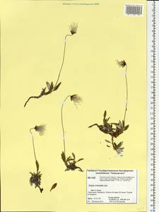 Dryas integrifolia subsp. crenulata (Juz.) Scoggan, Siberia, Central Siberia (S3) (Russia)