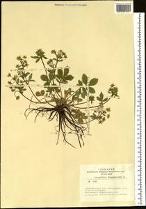 Potentilla fragarioides L., Siberia, Western Siberia (S1) (Russia)