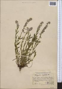 Polygala comosa subsp. comosa, Middle Asia, Dzungarian Alatau & Tarbagatai (M5) (Kazakhstan)