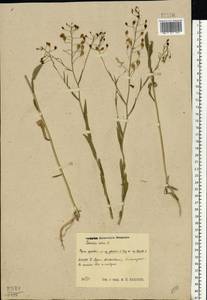 Camelina sativa (L.) Crantz, Eastern Europe, Central region (E4) (Russia)