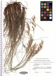 Helictotrichon desertorum (Less.) Pilg., Eastern Europe, Eastern region (E10) (Russia)