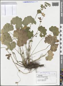 Alchemilla cymatophylla Juz., Eastern Europe, Middle Volga region (E8) (Russia)
