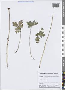 Trollius asiaticus L., Siberia, Central Siberia (S3) (Russia)