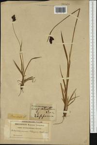 Carex atrata L., Western Europe (EUR) (Sweden)