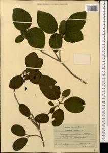 Viburnum lantana L., Caucasus, Black Sea Shore (from Novorossiysk to Adler) (K3) (Russia)