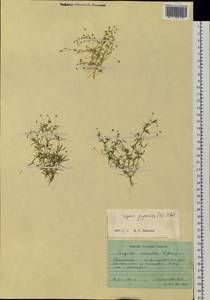 Sagina japonica (Sw. ex Steud.) Ohwi, Siberia, Russian Far East (S6) (Russia)