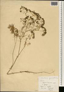 Anethum graveolens L., Africa (AFR) (Egypt)