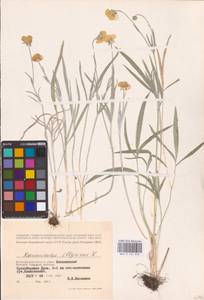 Ranunculus illyricus L., Eastern Europe, Lower Volga region (E9) (Russia)