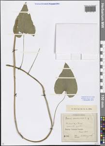 Dioscorea communis (L.) Caddick & Wilkin, Caucasus, Krasnodar Krai & Adygea (K1a) (Russia)