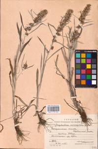 Omalotheca norvegica (Gunnerus) Sch. Bip. & F. W. Schultz, Eastern Europe, West Ukrainian region (E13) (Ukraine)