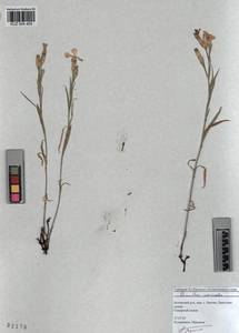 KUZ 004 409, Dianthus chinensis, Siberia, Altai & Sayany Mountains (S2) (Russia)