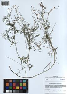 KUZ 000 635, Astragalus austriacus Jacq., Siberia, Altai & Sayany Mountains (S2) (Russia)